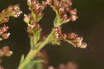 Hairy pinweed